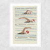 Swimmers Matchbox Narrow White Frame