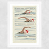 Swimmers Matchbox Wide White Frame