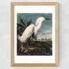 Snowy Egret by John James Audubon Wide Oak Frame
