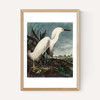 Snowy Egret by John James Audubon