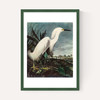 Snowy Egret by John James Audubon