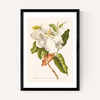 Magnolia by Aster