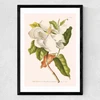 Magnolia by Aster Medium Black Frame