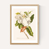 Magnolia by Aster