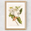 Magnolia by Aster Wide Oak Frame