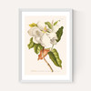 Magnolia by Aster