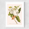 Magnolia by Aster Medium White Frame