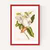 Magnolia by Aster