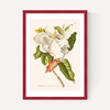Magnolia by Aster