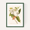 Magnolia by Aster
