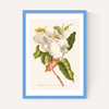Magnolia by Aster