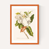 Magnolia by Aster