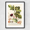 Ficus