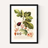 Ficus