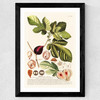 Ficus