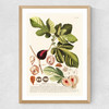 Ficus