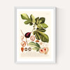 Ficus