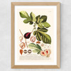 Ficus