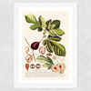 Ficus Wide White Frame