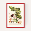 Ficus