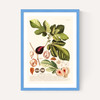 Ficus