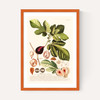 Ficus