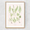 Ferns by Aster