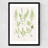 Ferns by Aster
