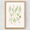 Ferns by Aster