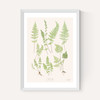 Ferns by Aster