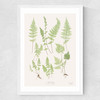 Ferns by Aster Medium White Frame