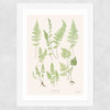 Ferns by Aster