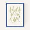 Ferns by Aster