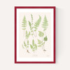 Ferns by Aster