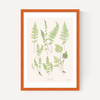 Ferns by Aster
