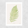 Ferns 2 Unframed Print