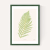 Ferns 2