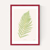 Ferns 2