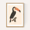 Toucan by Aster