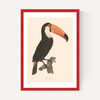 Toucan by Aster