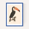 Toucan by Aster