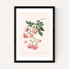 Rosier by Aster