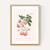 Rosier by Aster