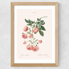 Rosier by Aster Wide Oak Frame