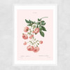 Rosier by Aster Narrow White Frame