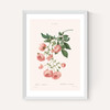 Rosier by Aster