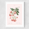 Rosier by Aster Medium White Frame