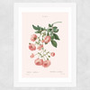 Rosier by Aster Wide White Frame