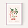 Rosier by Aster