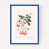 Rosier by Aster